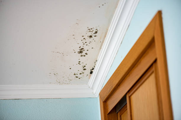 Best Residential Mold Remediation in Nokomis, IL