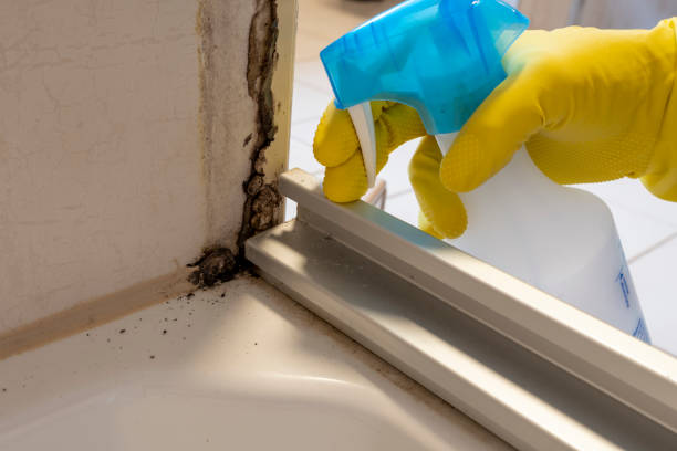 Best Basement Mold Remediation in Nokomis, IL