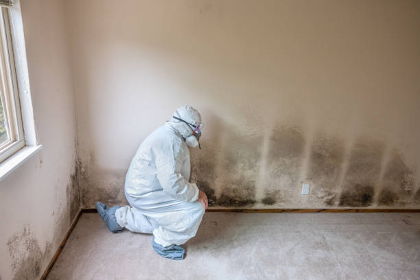 Nokomis, IL Mold Remediation Company