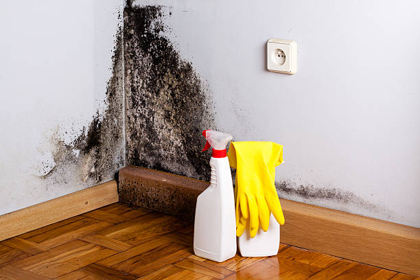 Best Health and Safety Mold Remediation in Nokomis, IL