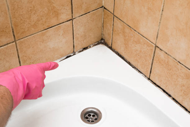 Best Residential Mold Remediation in Nokomis, IL